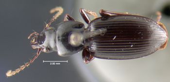 Media type: image;   Entomology 16438 Aspect: habitus dorsal view